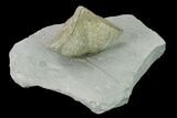 Pyrite Replaced Brachiopod (Paraspirifer) Fossil on Shale - Ohio #138840-2